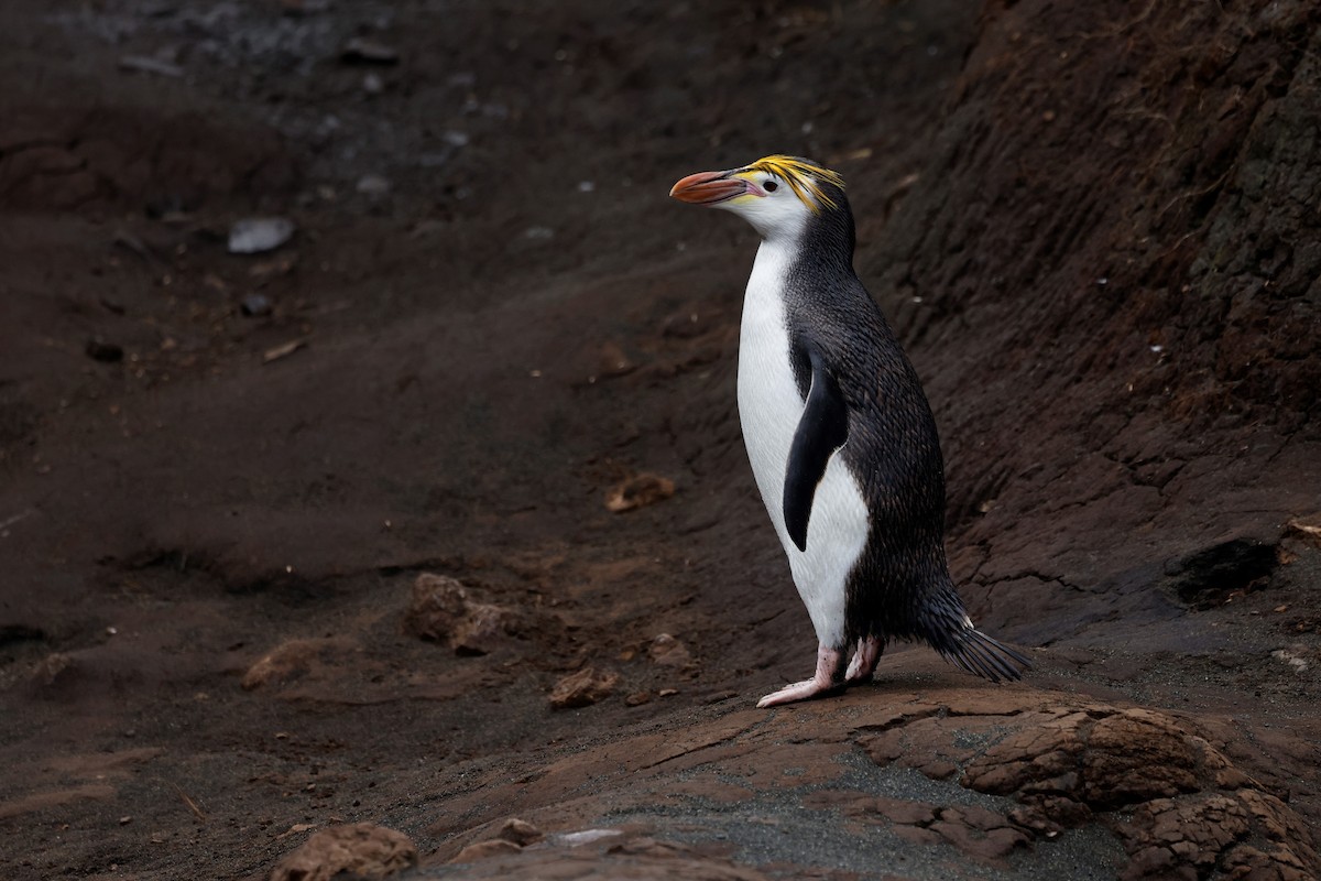 Royal Penguin - Dave Howes