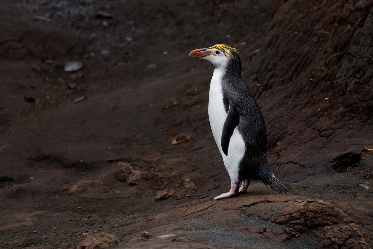 Royal Penguin - ML612727504