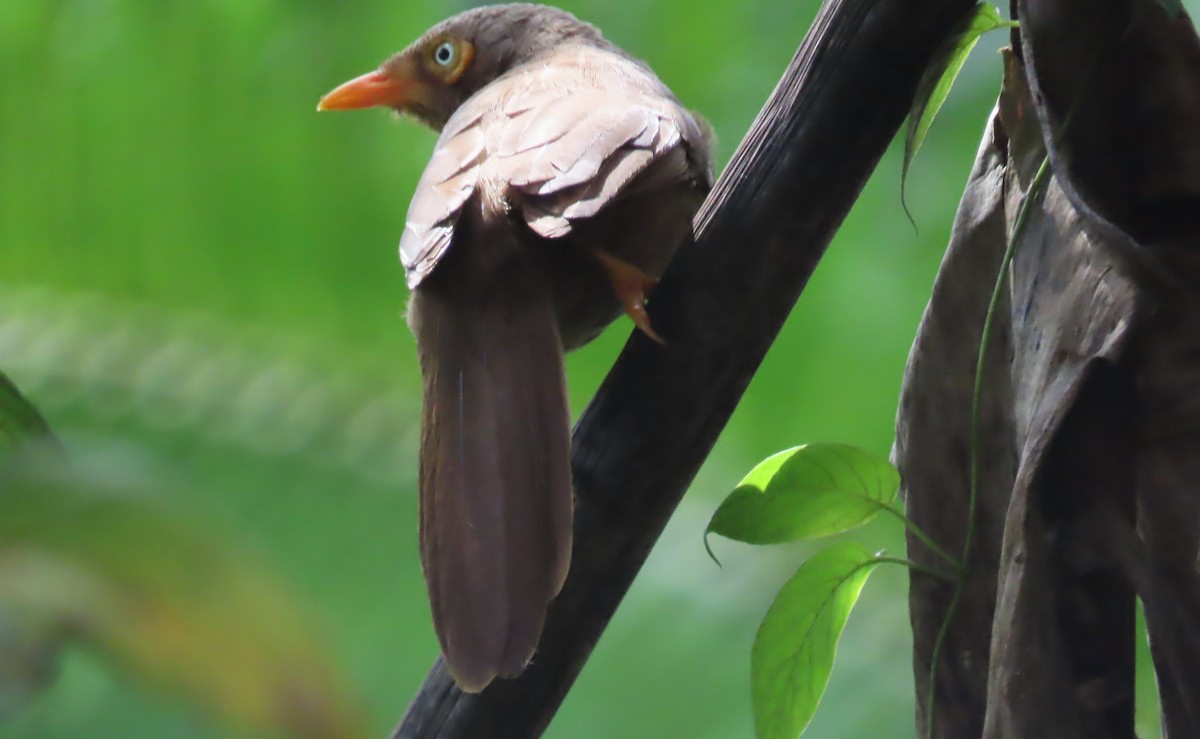 Orange-billed Babbler - ML612727575