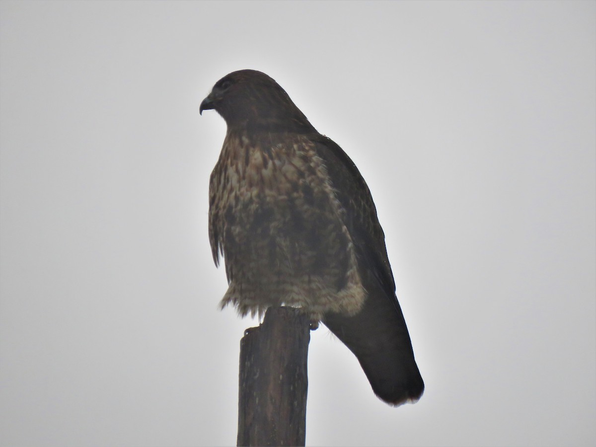 Red-tailed Hawk - Teresa Weismiller