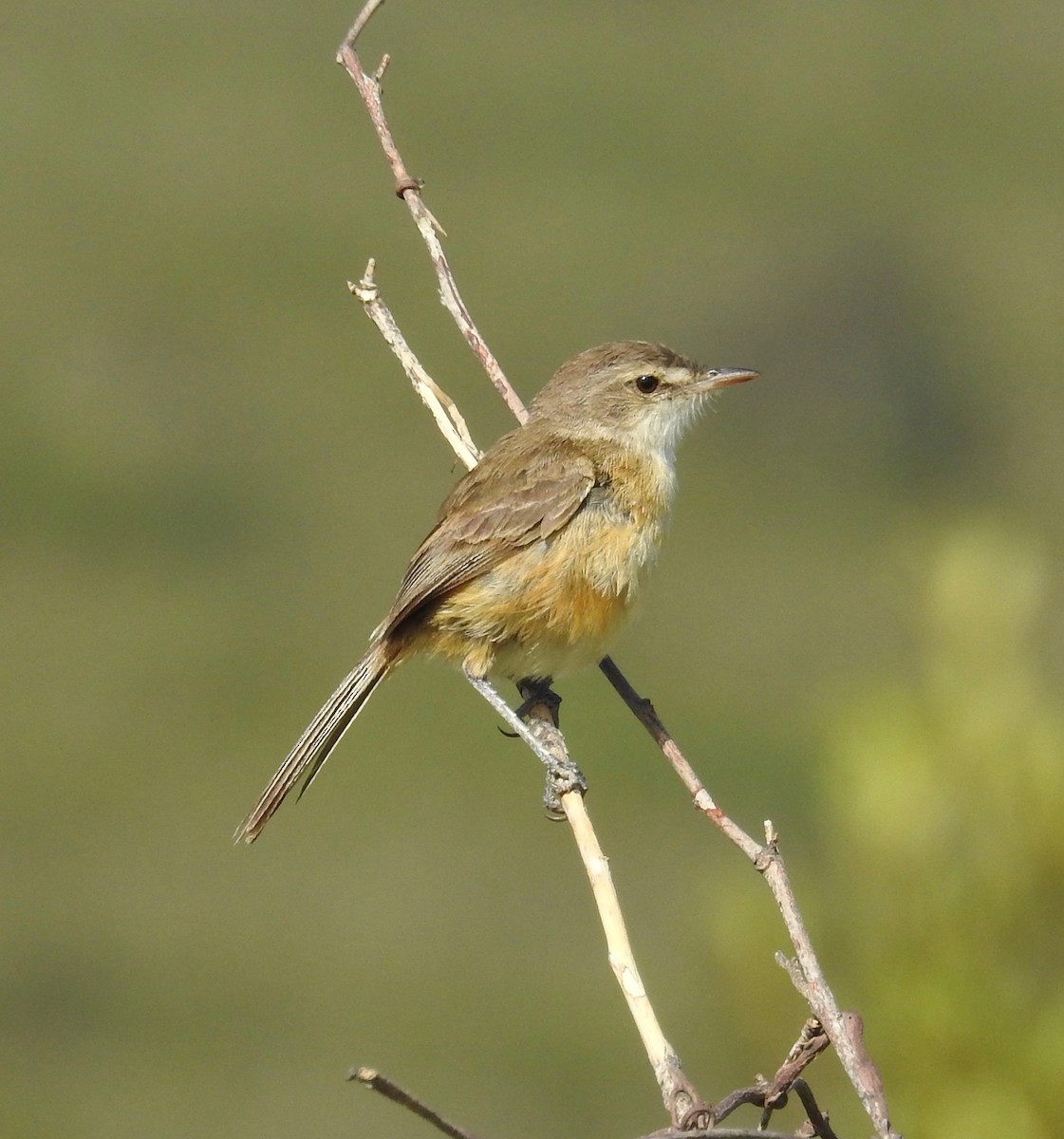 Rufous-sided Scrub-Tyrant - Laura Gaudette