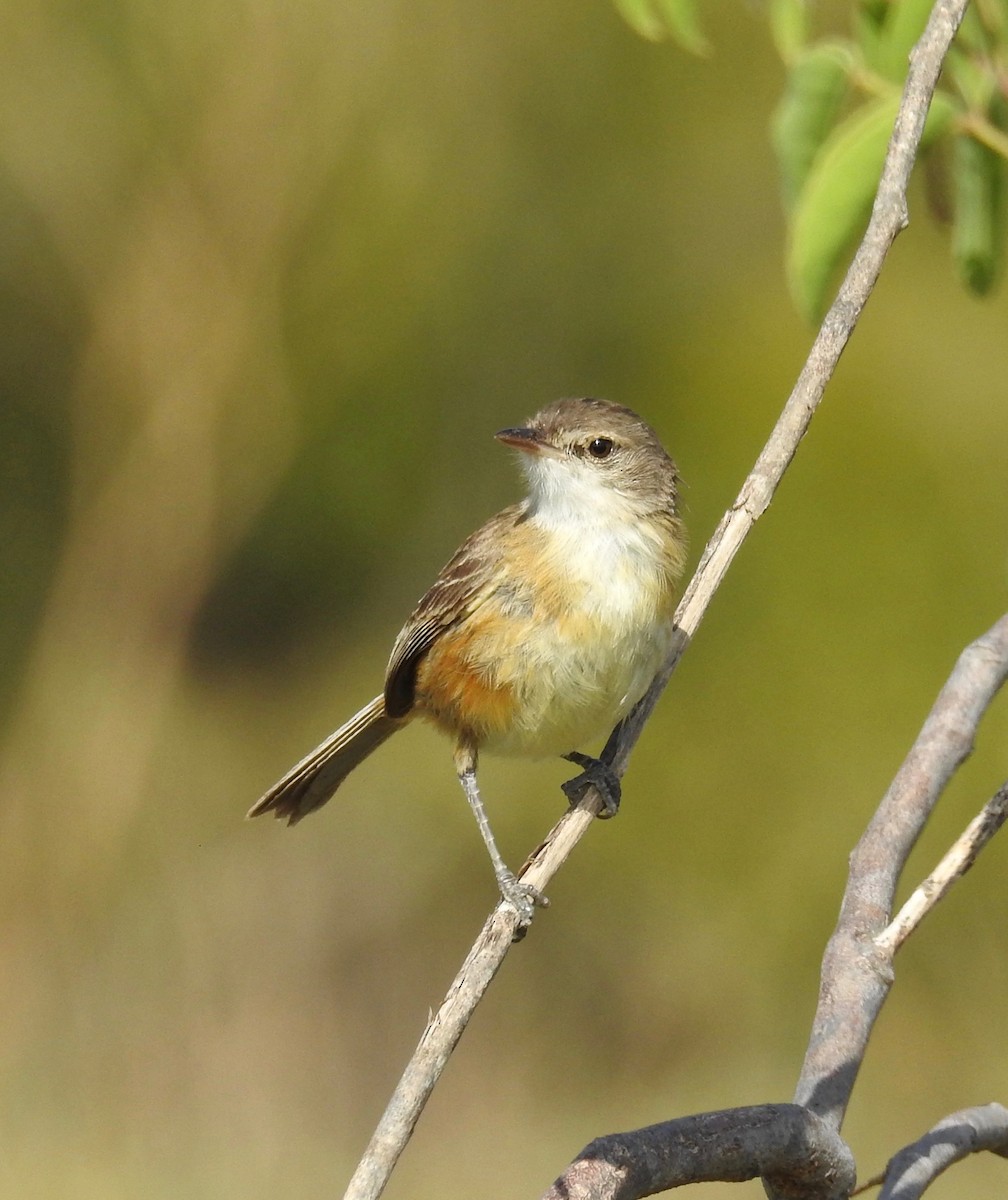 Rufous-sided Scrub-Tyrant - Laura Gaudette