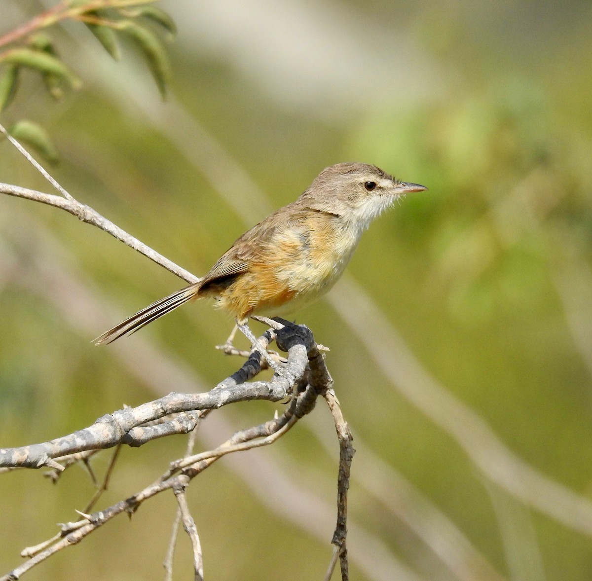 Rufous-sided Scrub-Tyrant - Laura Gaudette