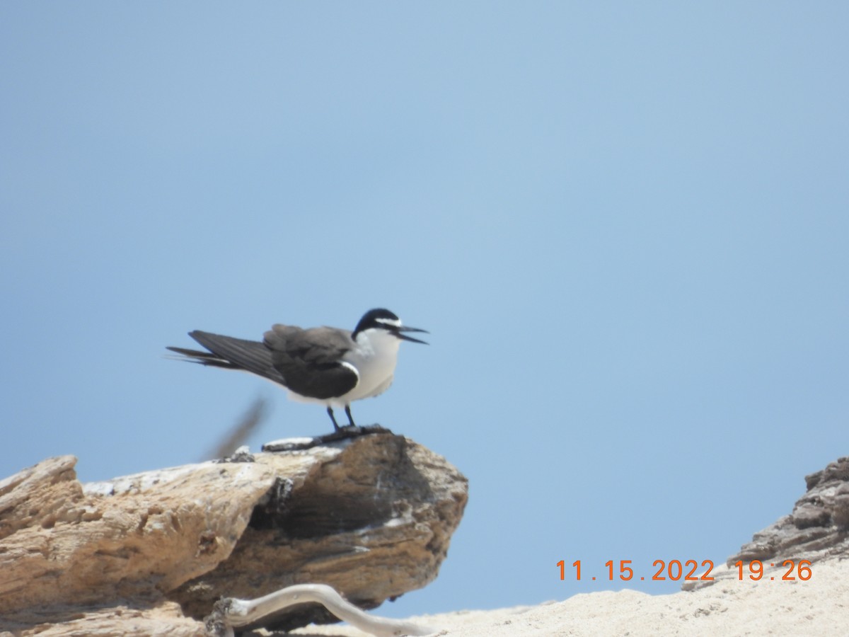 Bridled Tern - ML612727818