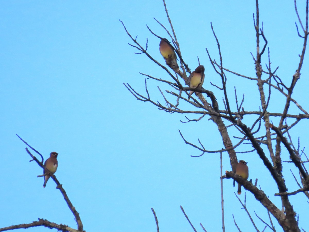 Cedar Waxwing - ML612727869