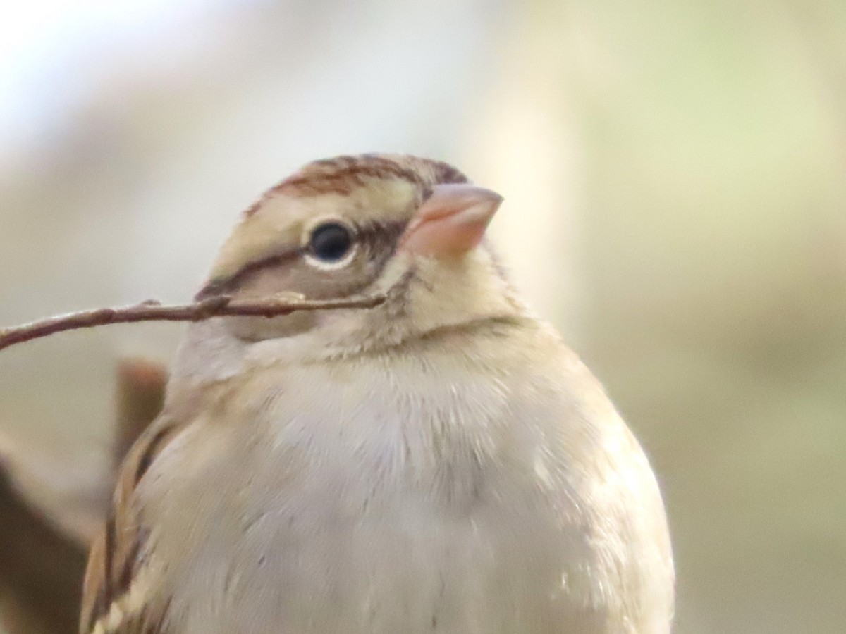 Chipping Sparrow - ML612727922