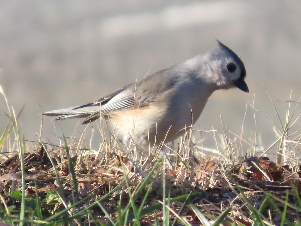 Tufted Titmouse - ML612727934