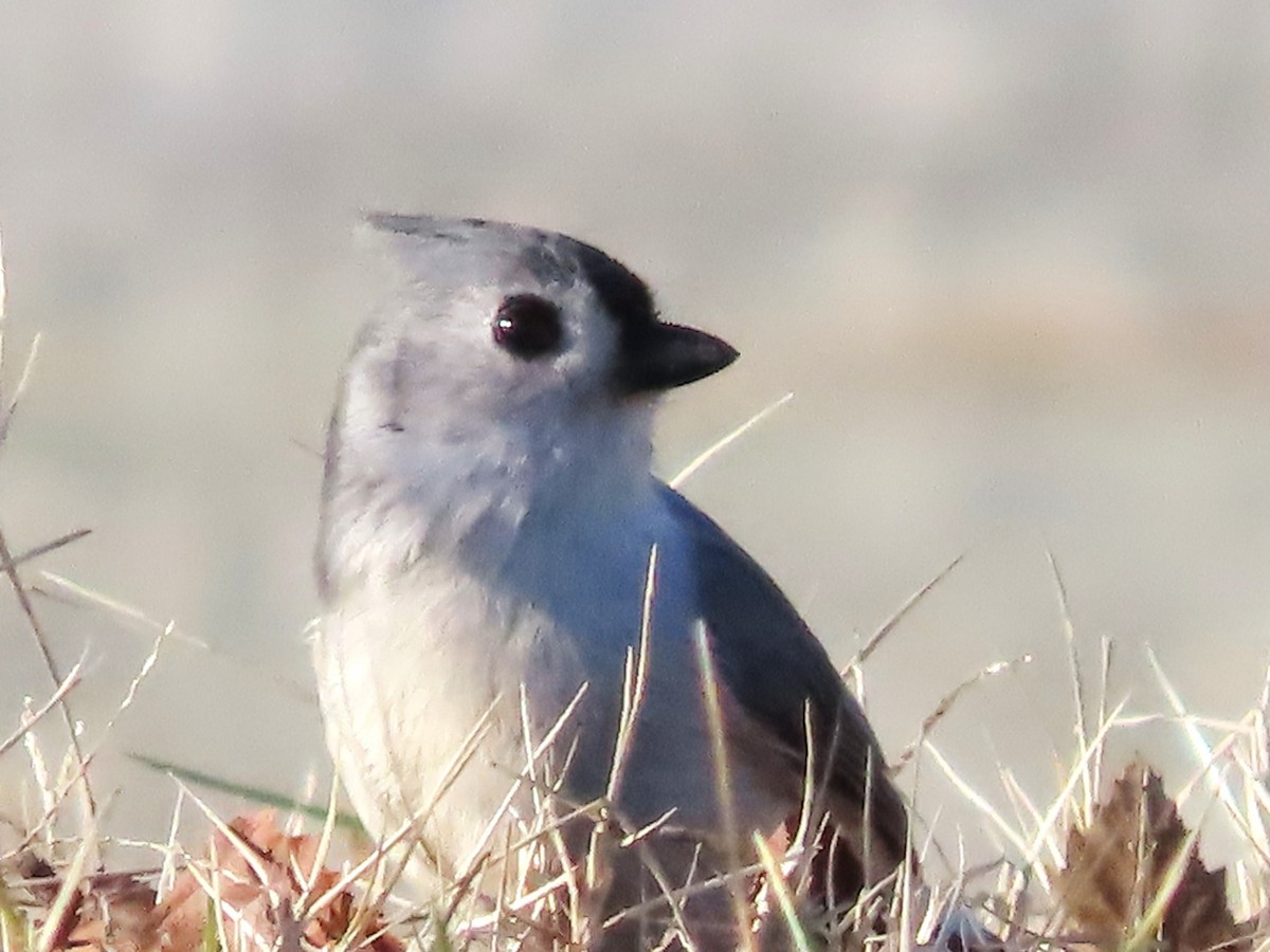 Tufted Titmouse - ML612727935