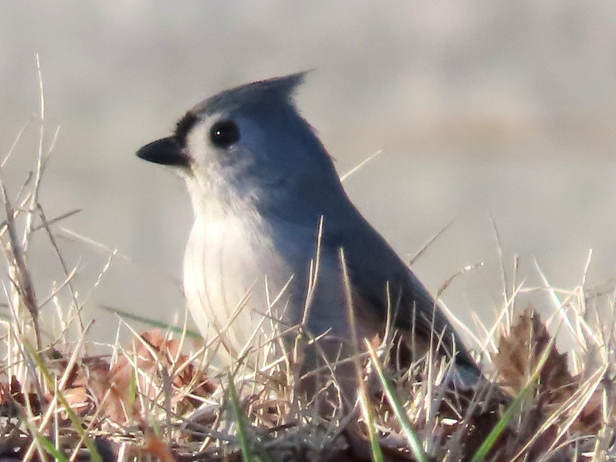 Tufted Titmouse - ML612727936