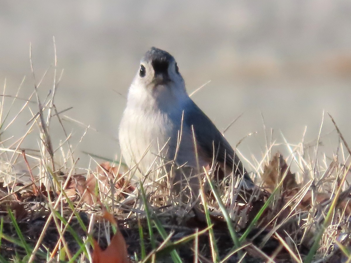 Tufted Titmouse - ML612727937