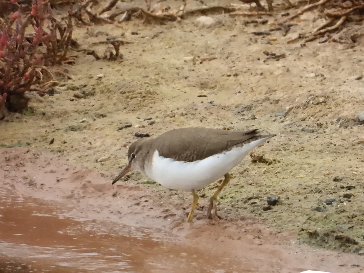 Spotted Sandpiper - ML612727939