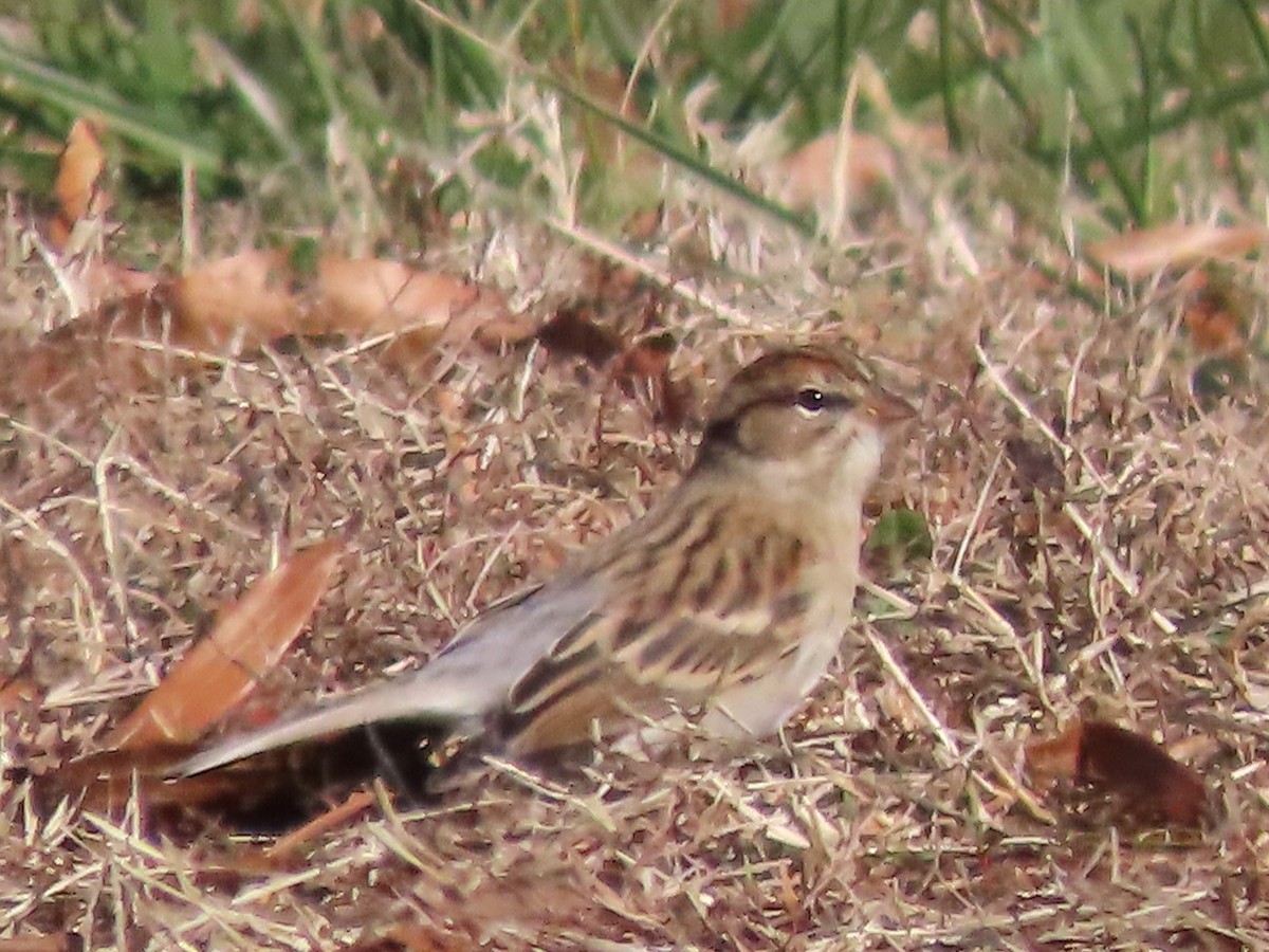 Chipping Sparrow - ML612728033