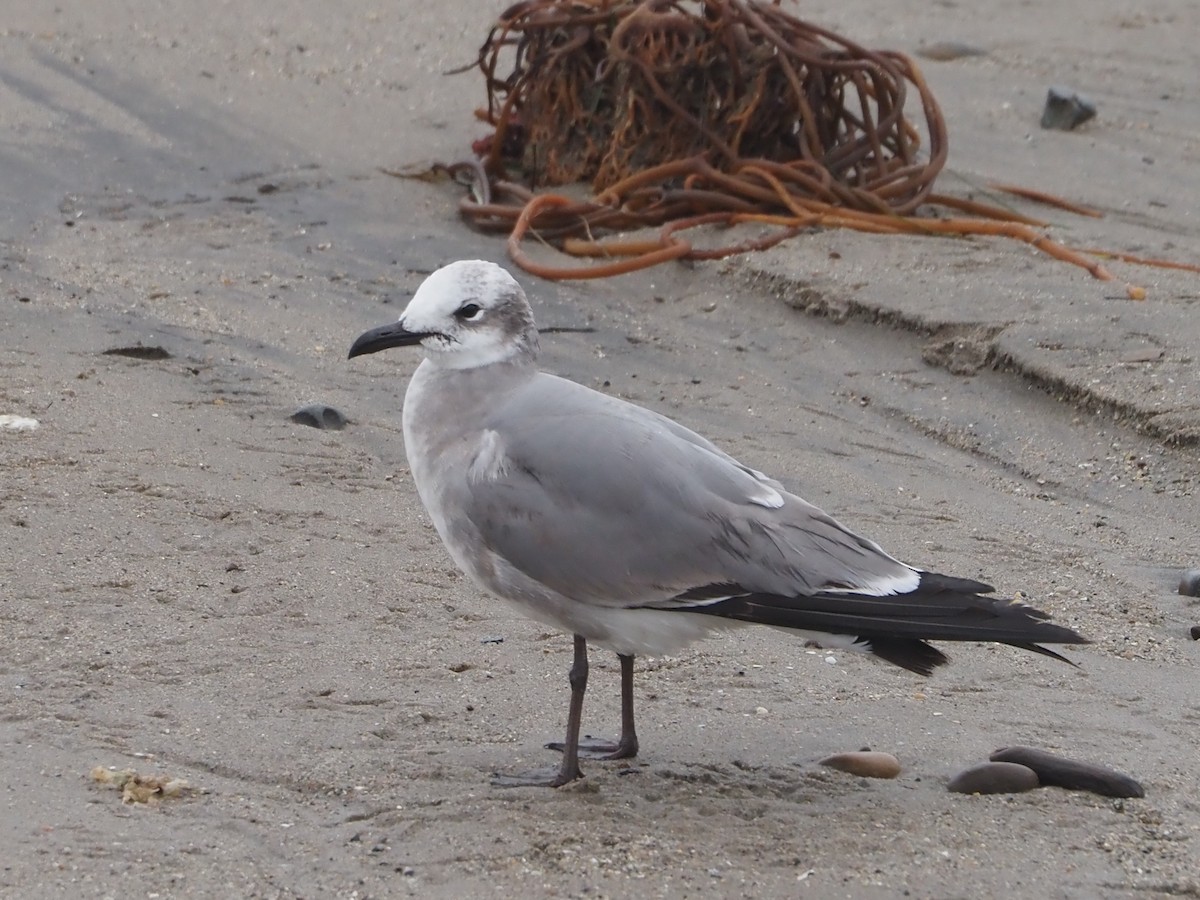 Laughing Gull - James Maughn