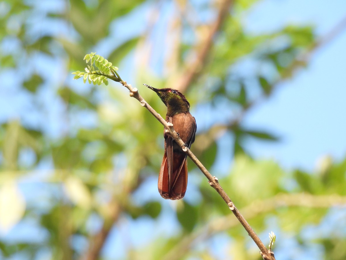 Ruby-topaz Hummingbird - Leandro Niebles Puello