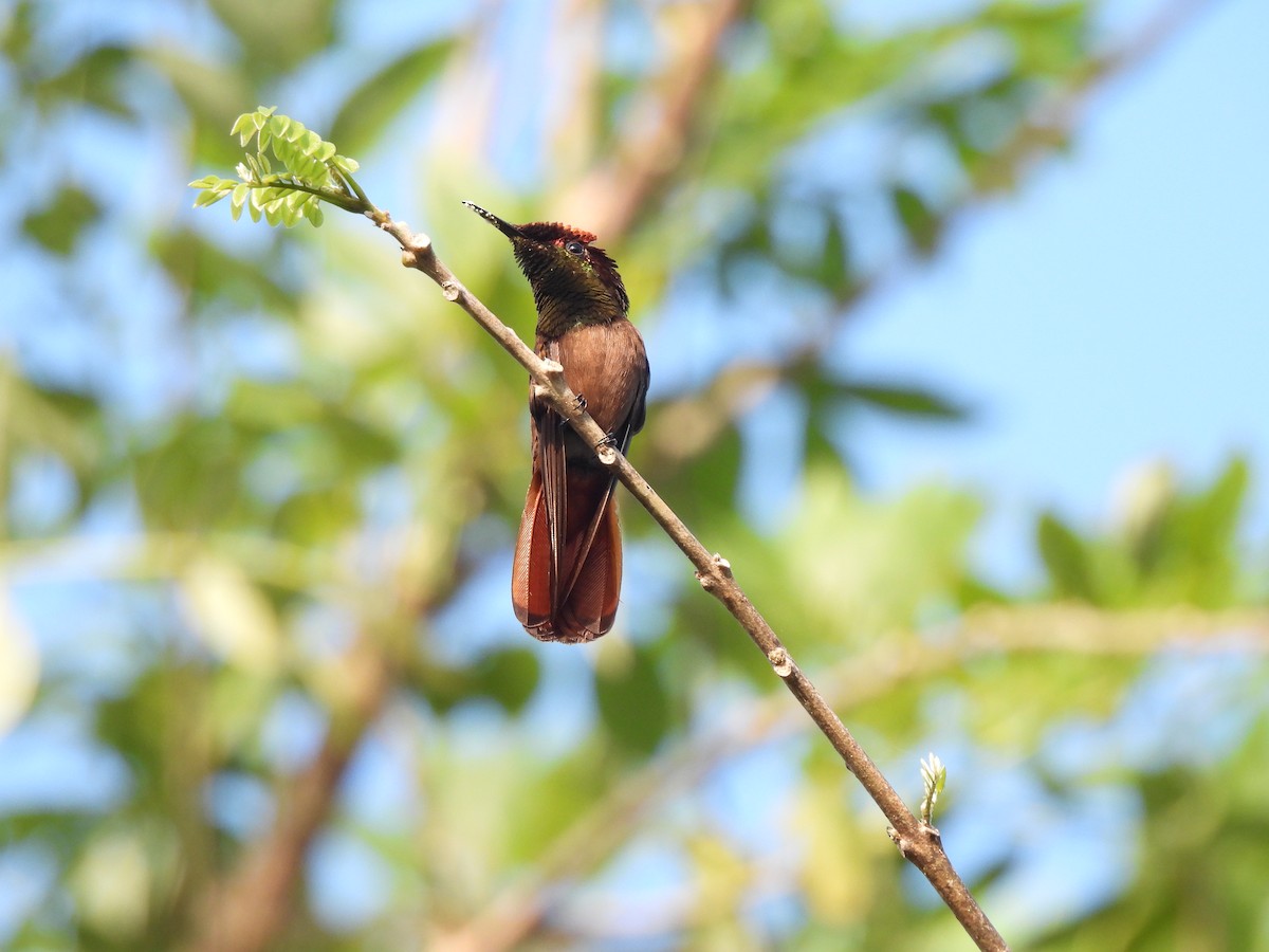 kolibřík červenohlavý - ML612728114