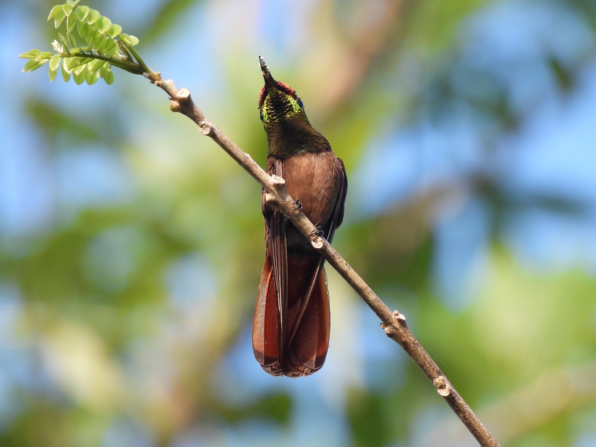 Ruby-topaz Hummingbird - ML612728115