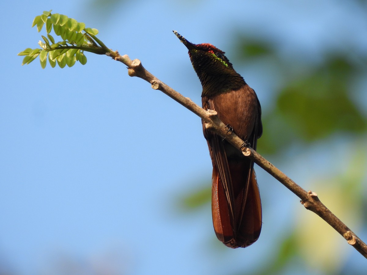 kolibřík červenohlavý - ML612728117