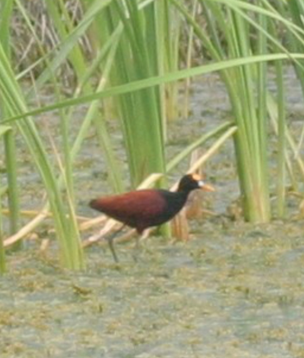 Jacana du Mexique - ML612728124