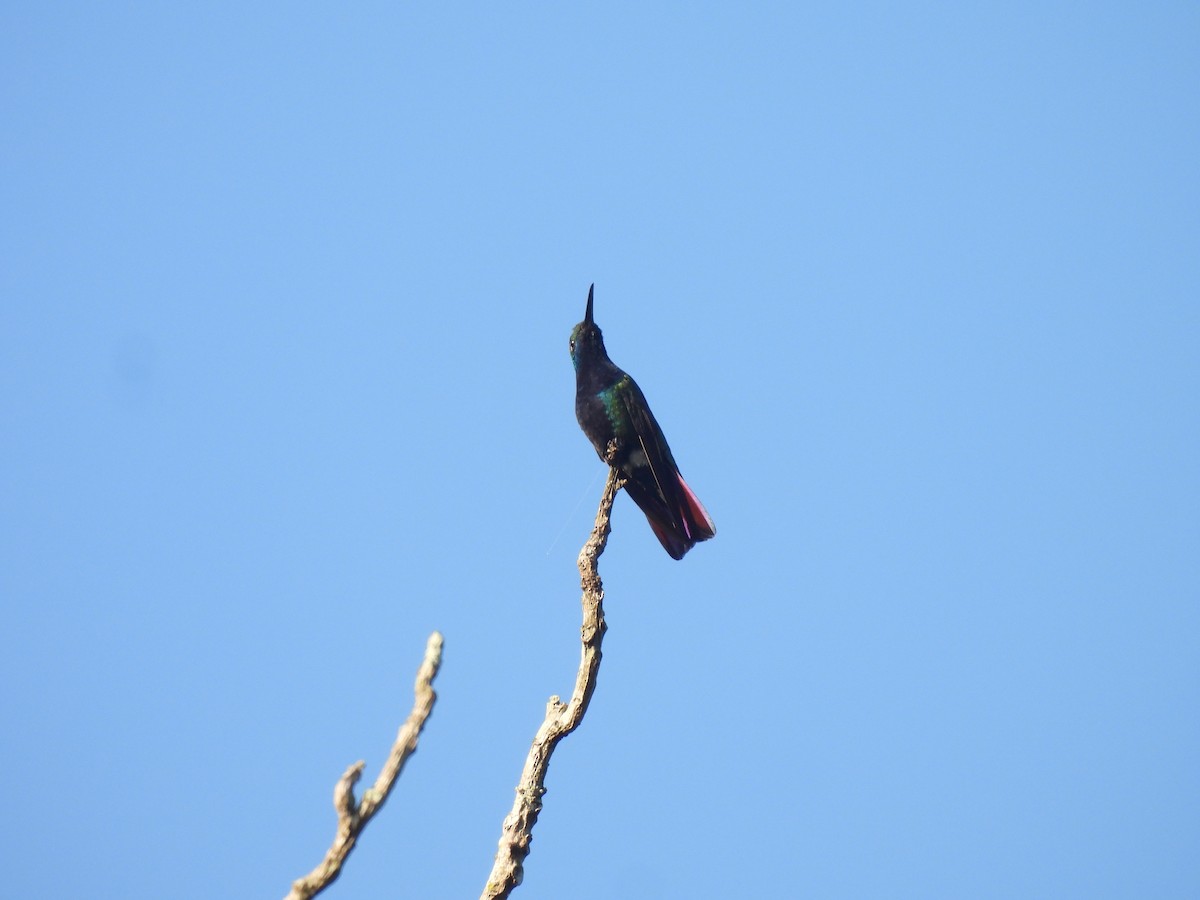 kolibřík tropický - ML612728150