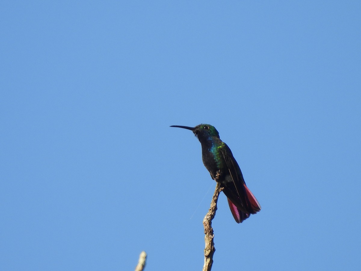 Black-throated Mango - Leandro Niebles Puello