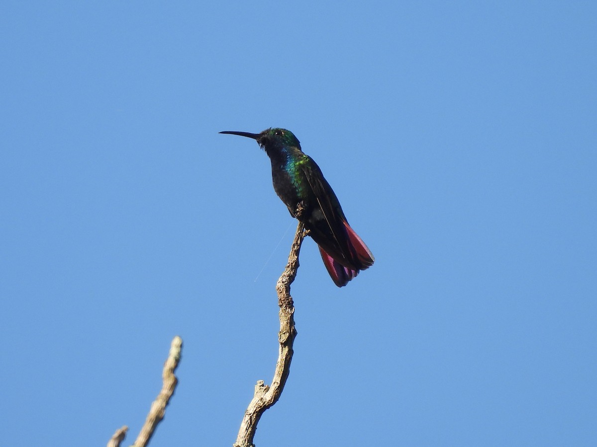 Black-throated Mango - Leandro Niebles Puello