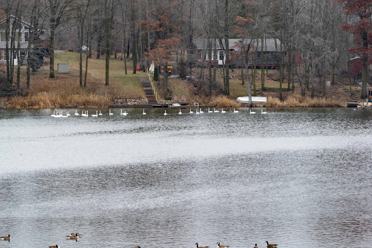 Trumpeter Swan - ML612728170