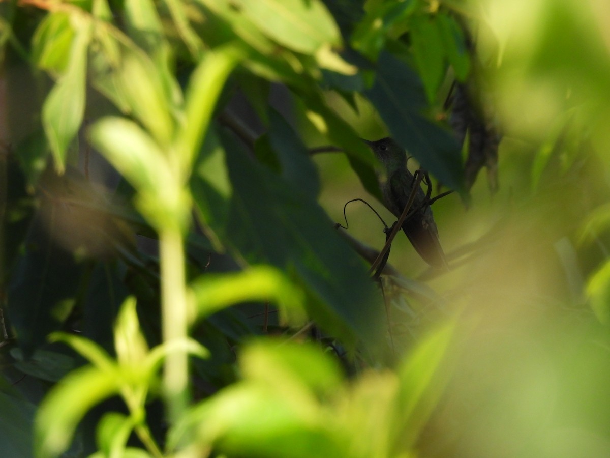 Scaly-breasted Hummingbird - ML612728181