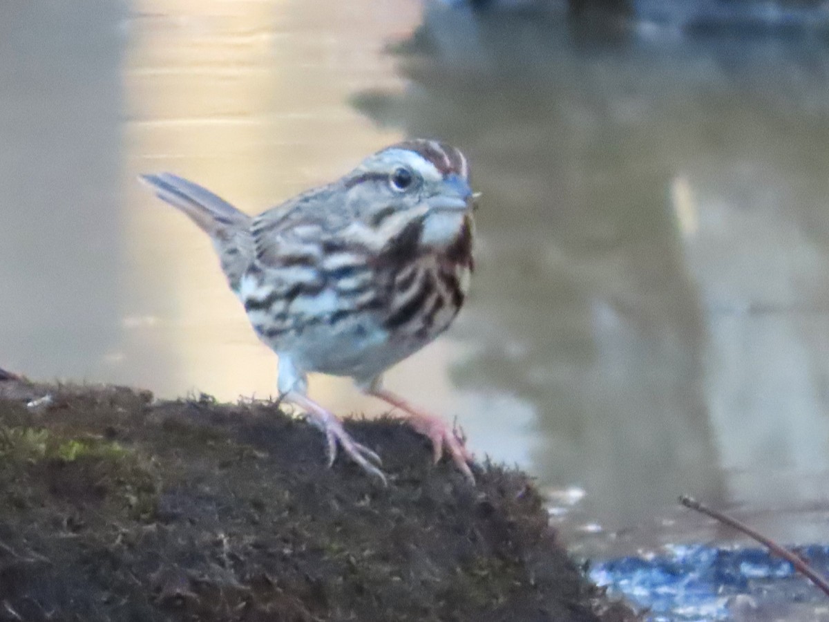 Song Sparrow - ML612728194