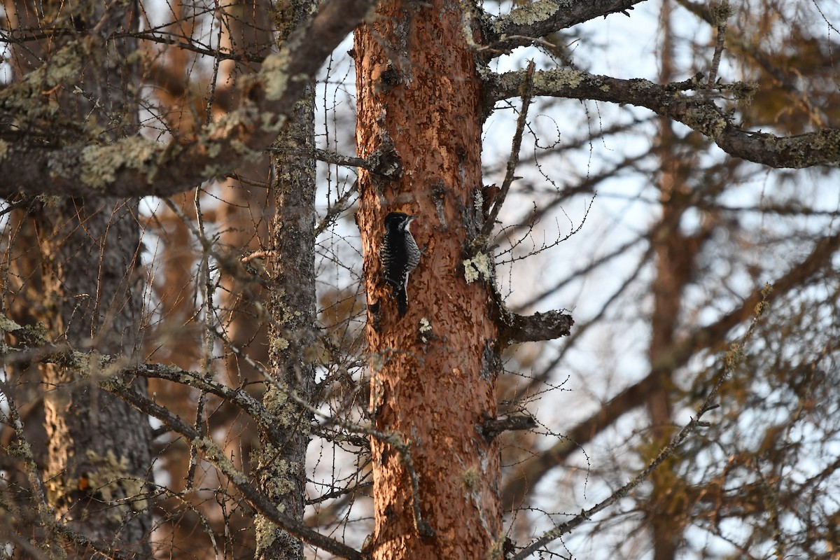 American Three-toed Woodpecker - ML612728213