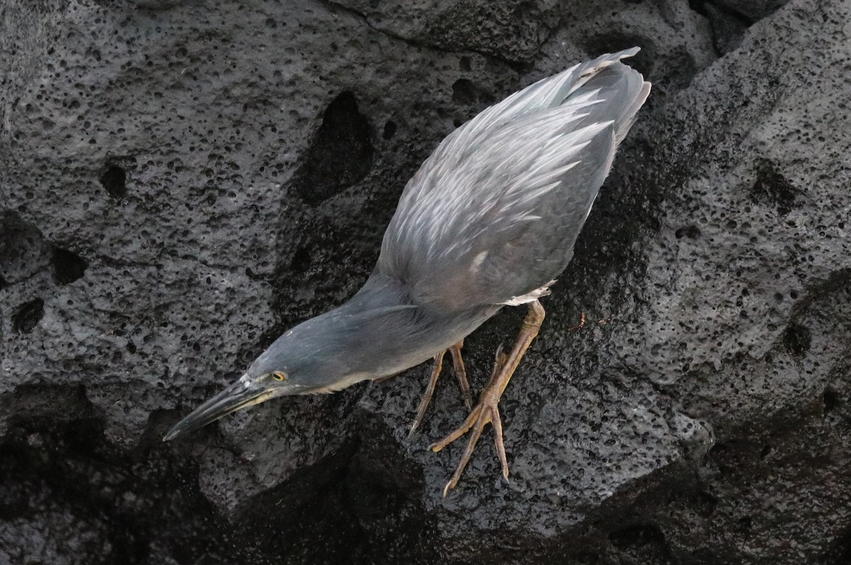Striated Heron (Galapagos) - Bob White