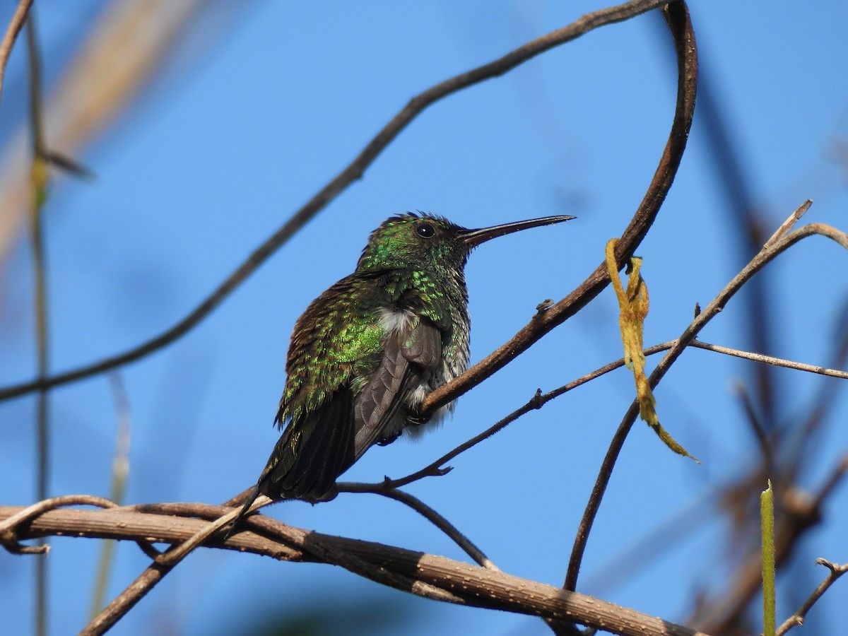 Shining-green Hummingbird - ML612728328
