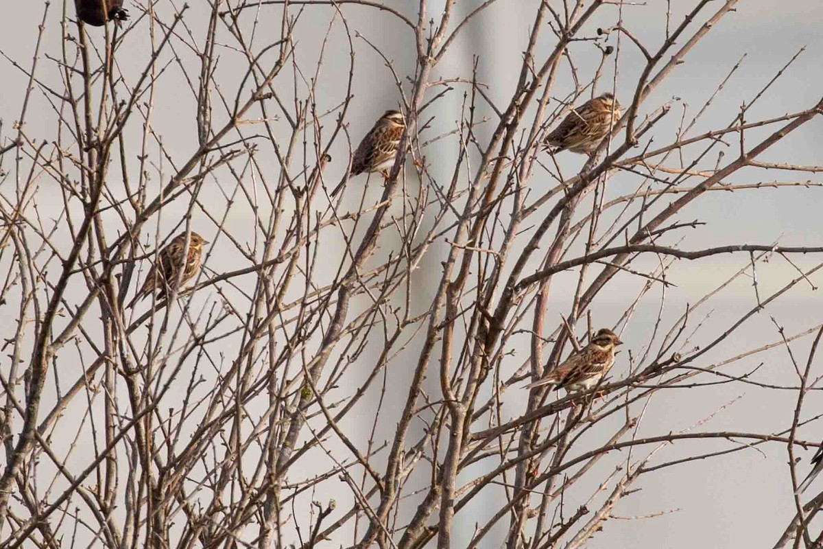 Rustic Bunting - ML612728337