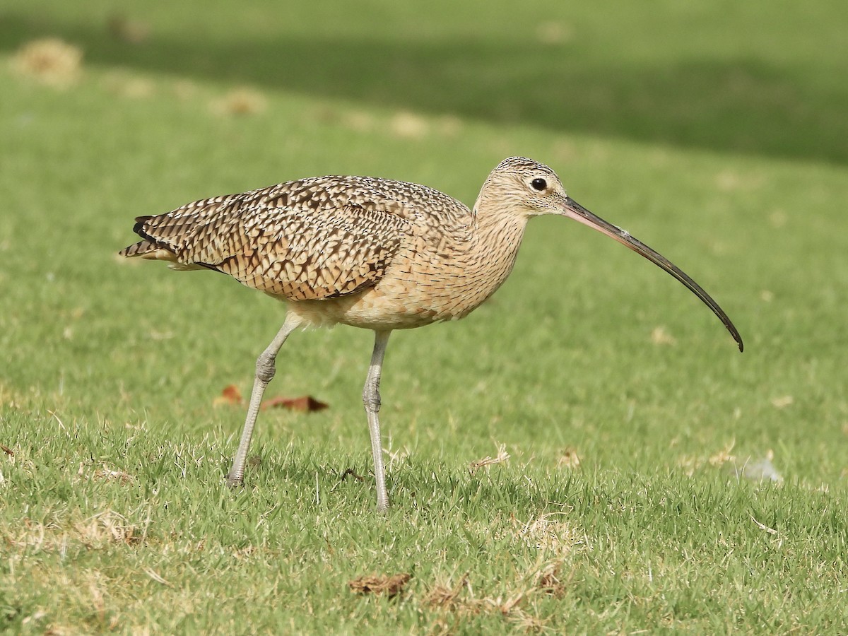 Long-billed Curlew - Joshua Mitchell