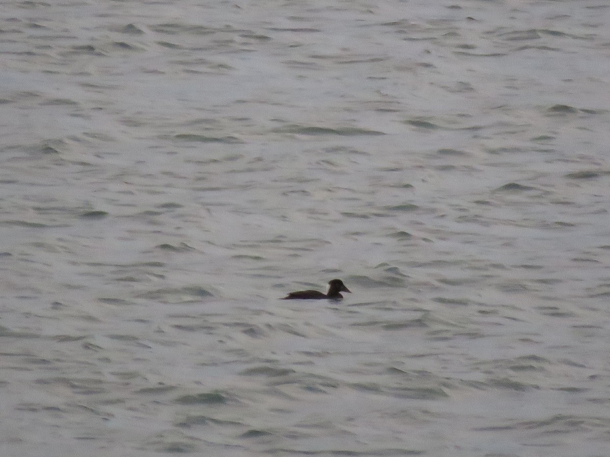 Surf Scoter - ML612728366