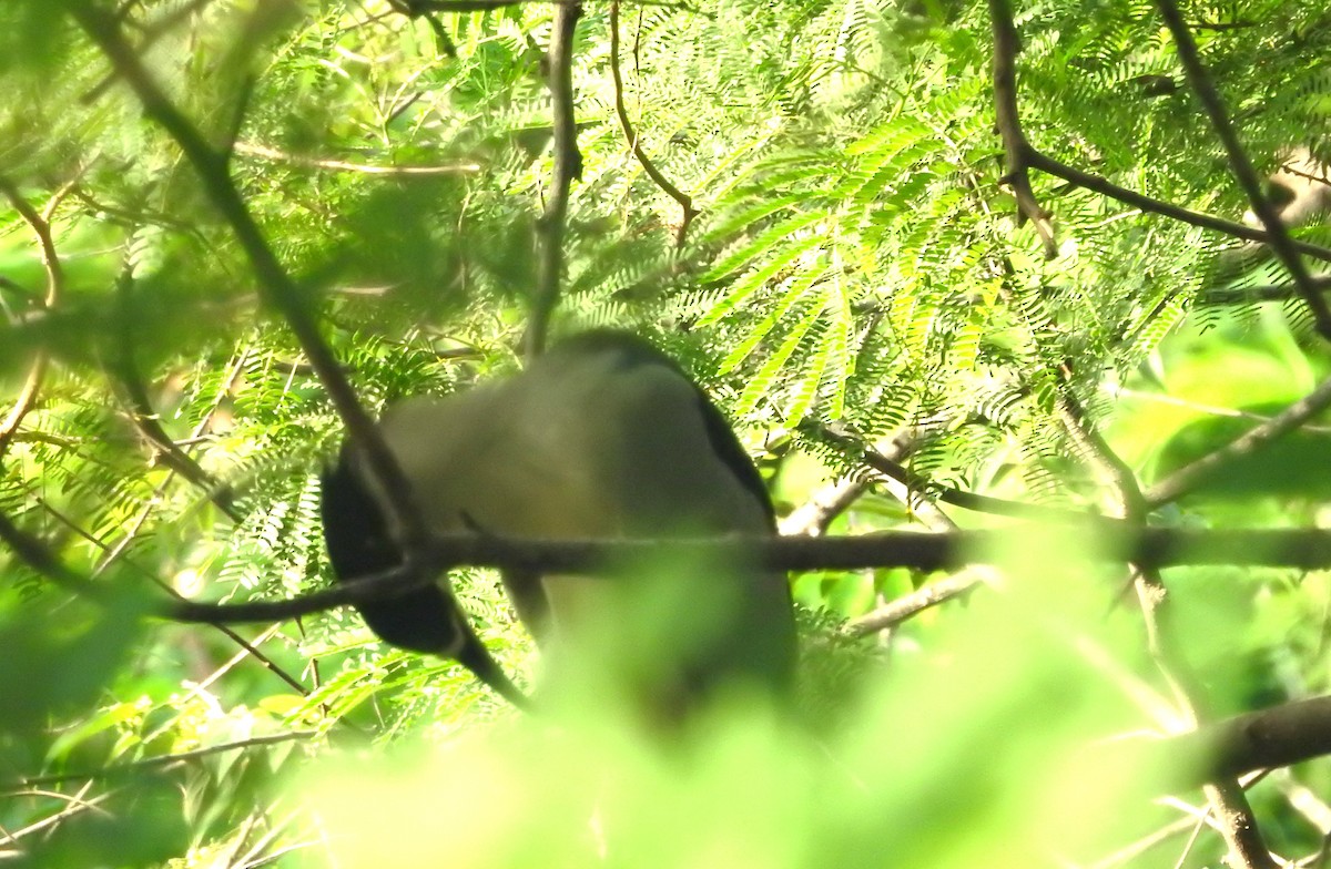 Black-crowned Night Heron - ML612728388