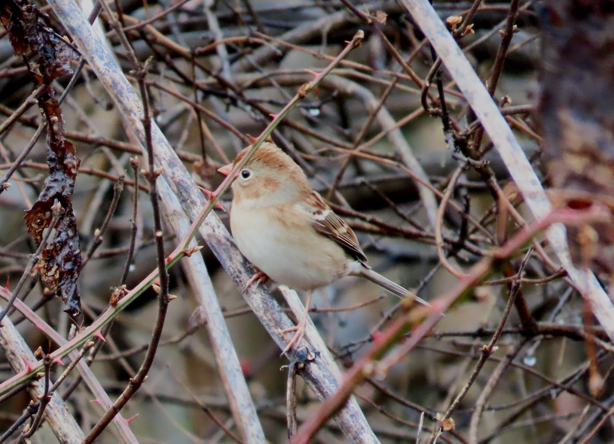 Field Sparrow - ML612728422