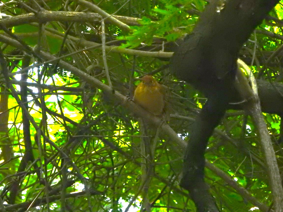 Chestnut-capped Foliage-gleaner - José Benito