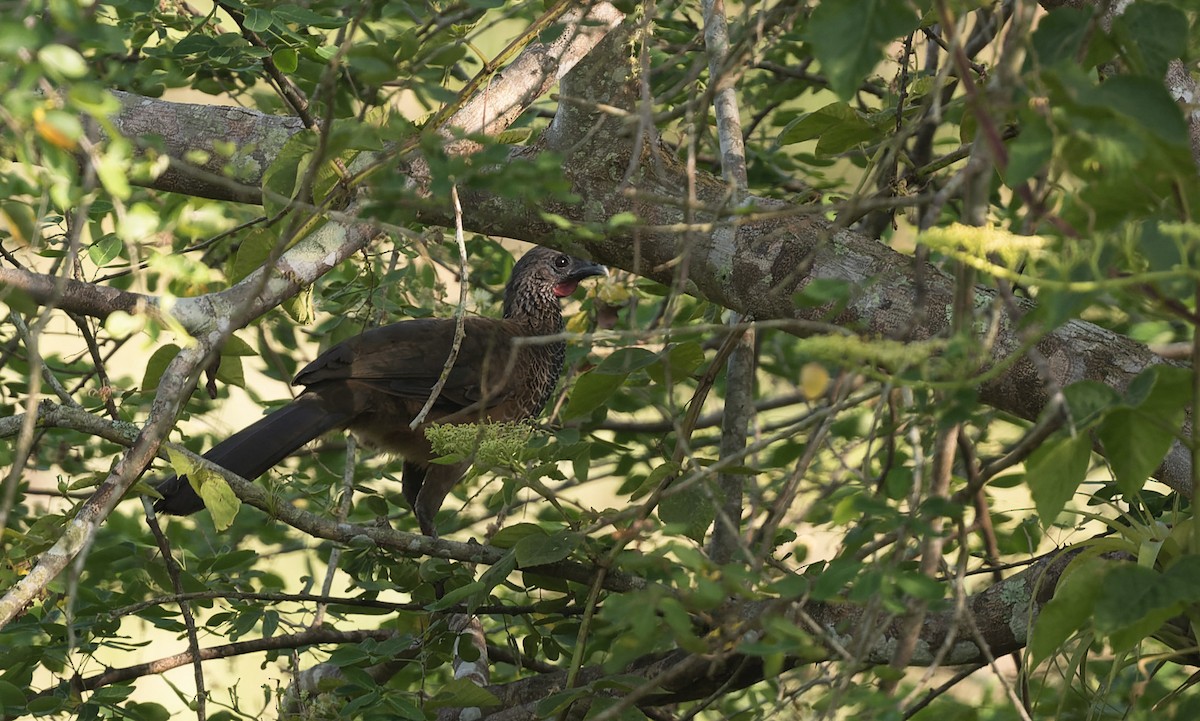 Colombian Chachalaca - Marky Mutchler