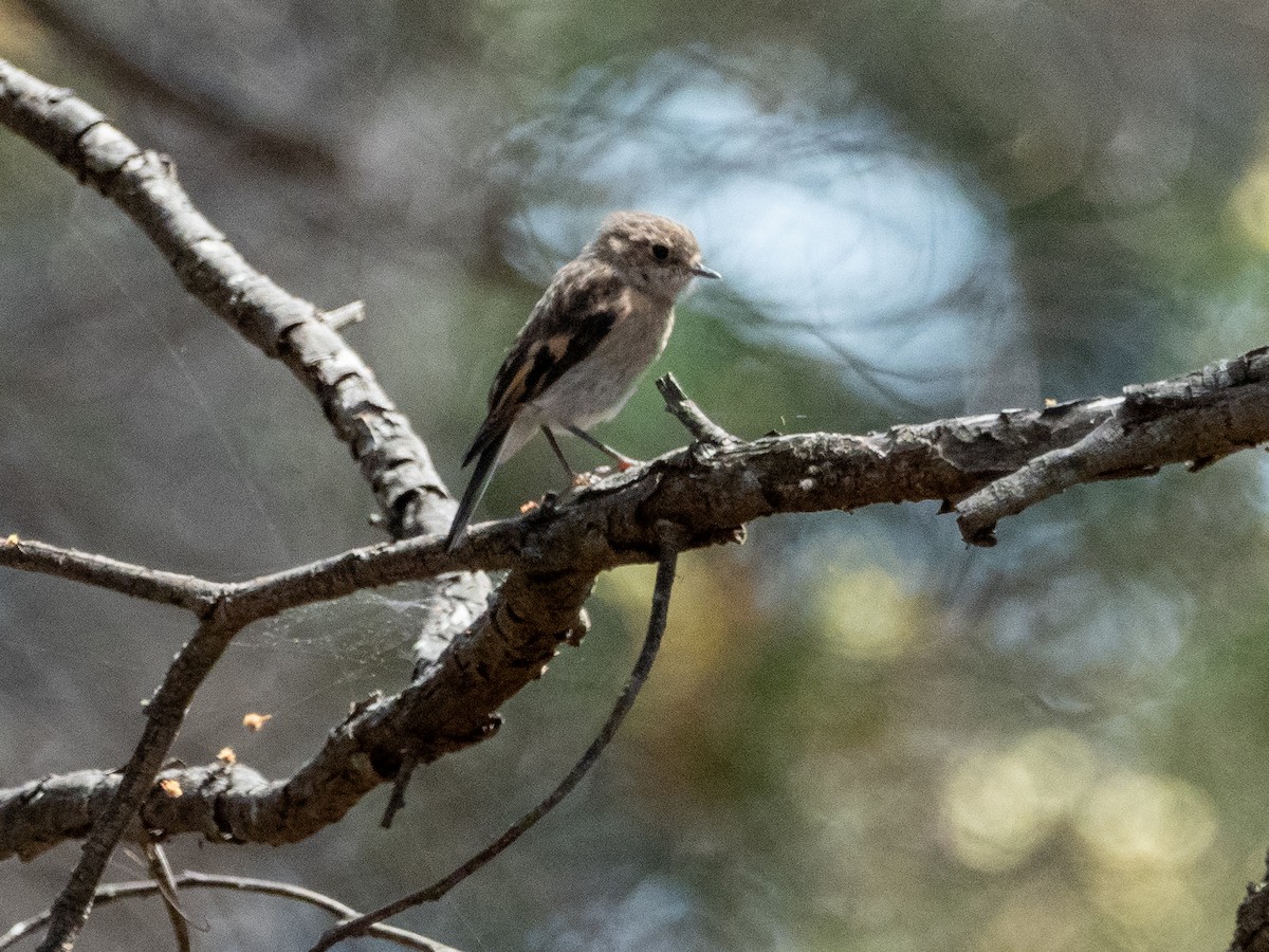 Scarlet Robin - ML612728526