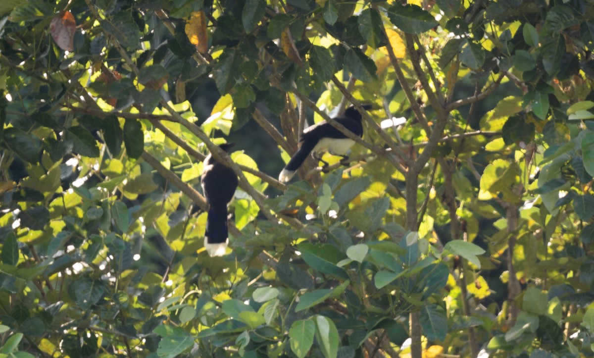 Black-chested Jay - Marky Mutchler