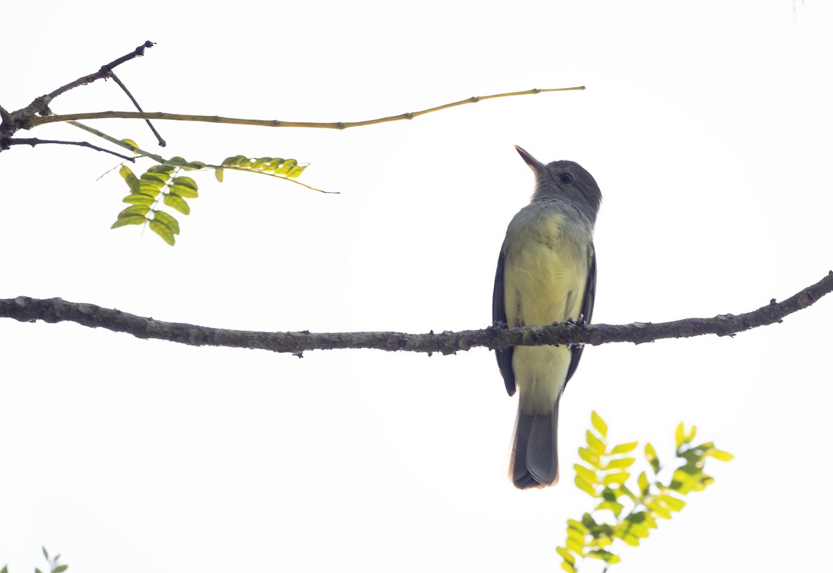 Panama Flycatcher - Marky Mutchler