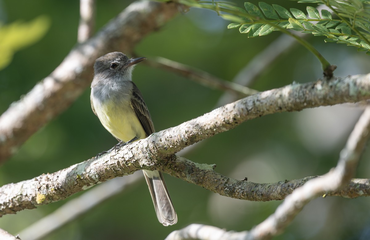 Panama Flycatcher - Marky Mutchler