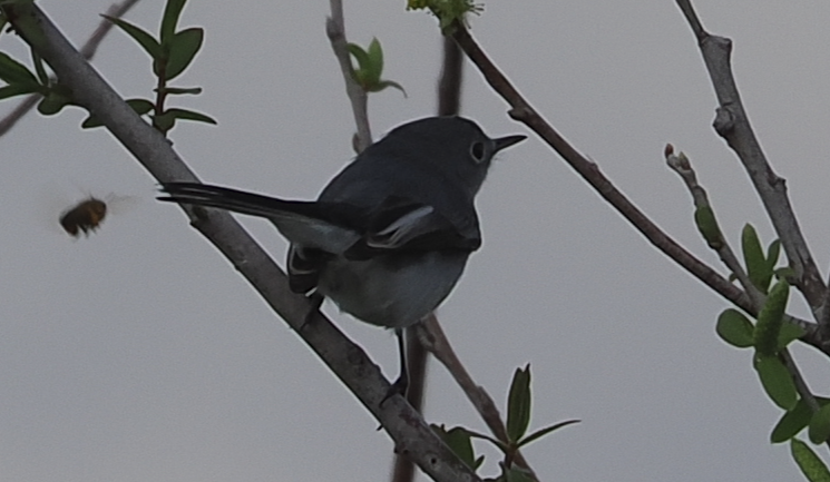 Blue-gray Gnatcatcher - ML612728601