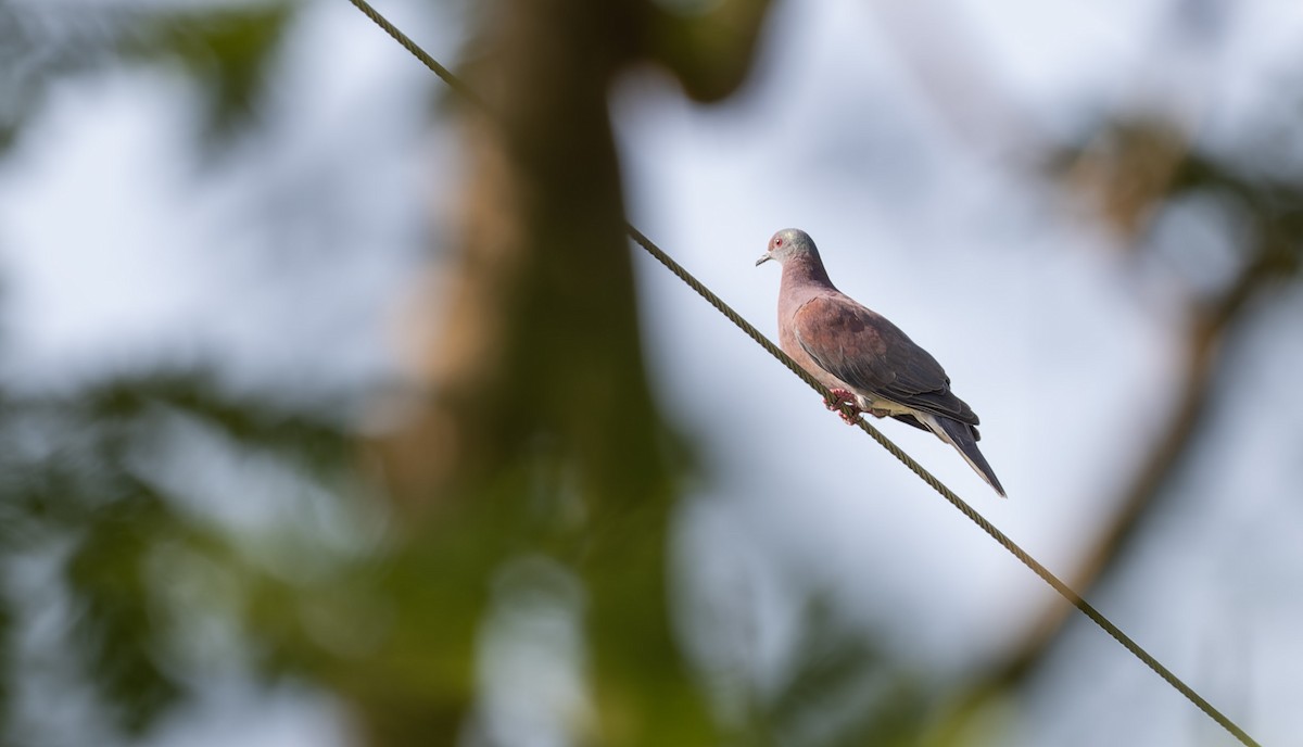Pale-vented Pigeon - Marky Mutchler