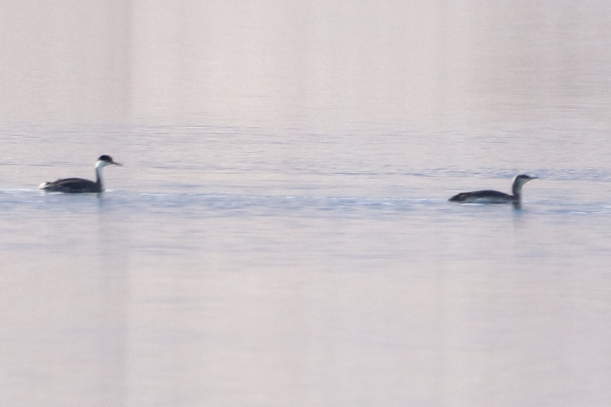 Red-throated Loon - ML612728623