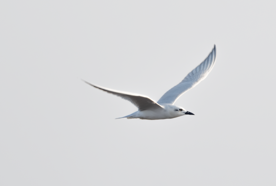 Slender-billed Gull - ML612728761