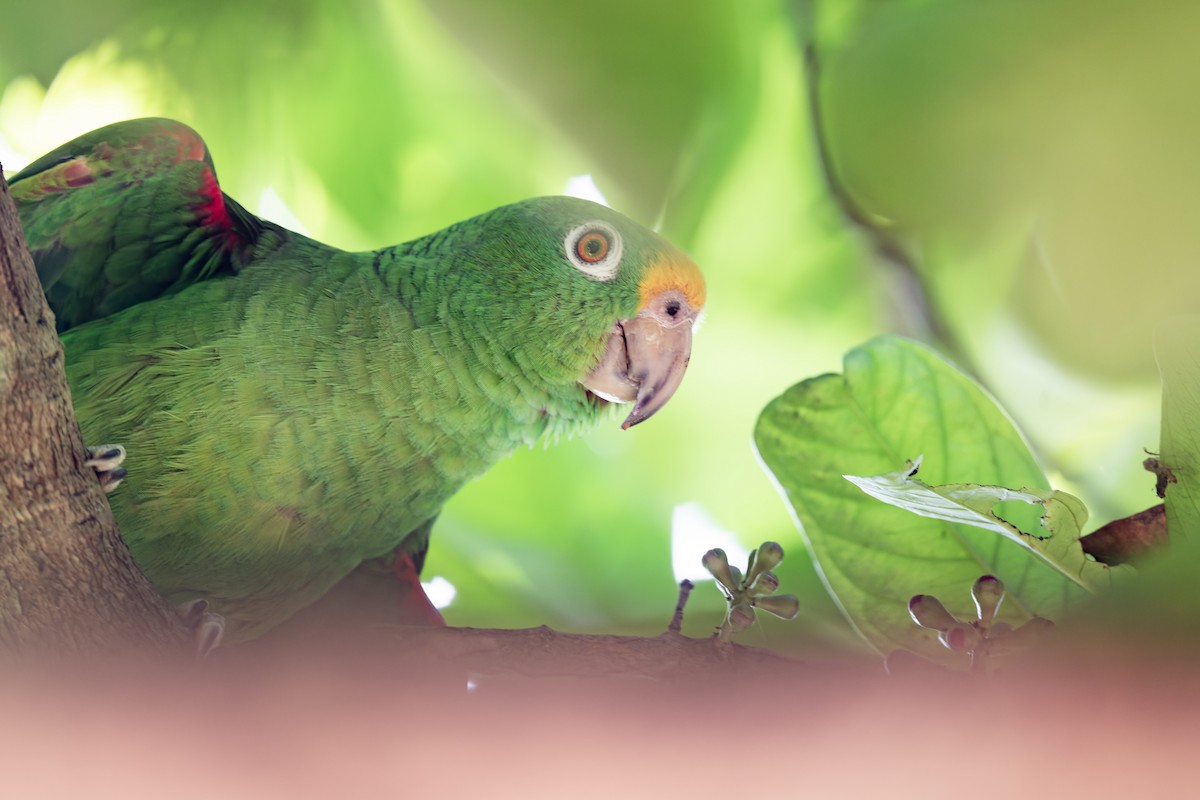 Yellow-crowned Parrot - Marky Mutchler