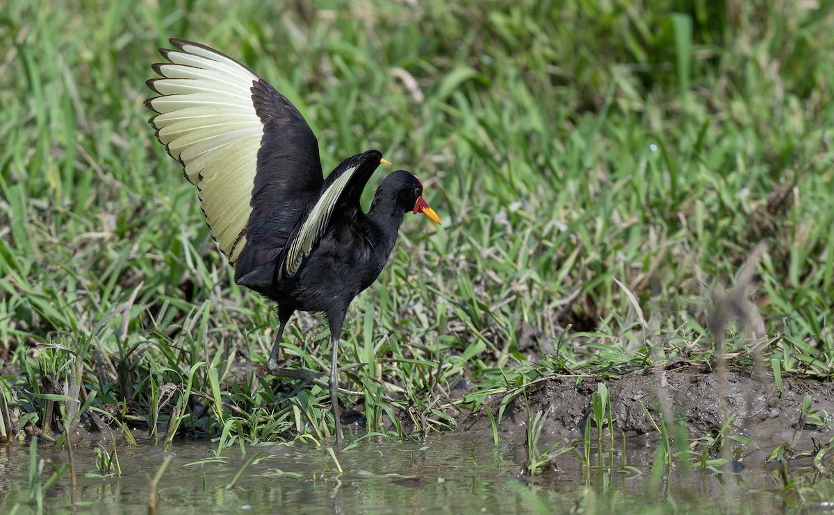 Jacana noir (hypomelaena) - ML612728810