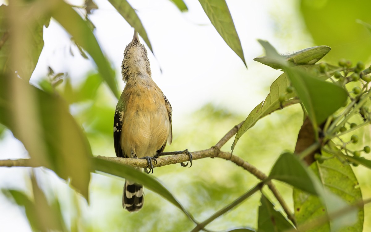 Northern White-fringed Antwren - Marky Mutchler