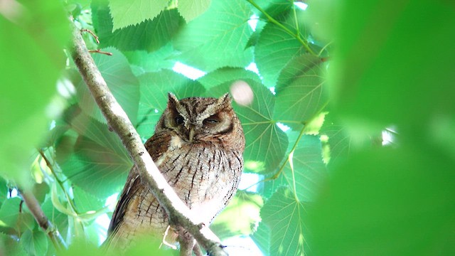 Tropical Screech-Owl - ML612728890